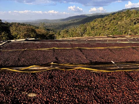Yirgacheffe, Ethiopia
