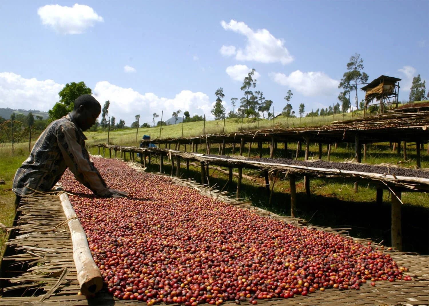 Yirgacheffe, Ethiopia